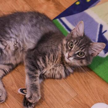 Kershaw -  Domestic Short Hair Cat for Adoption in Los Angeles, California - Kershaw | PetCurious