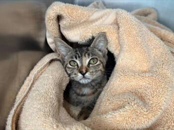 Taco Bell -  Domestic Short Hair Cat for Adoption - Taco Bell | PetCurious