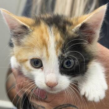 Domestic Short Hair Cats Available for Adoption in Midland, Texas - Yellow Rose | PetCurious