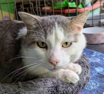 Sam Elliot -  Tabby and Domestic Short Hair Cat for Adoption in Farmland, Indiana - Sam Elliot | PetCurious