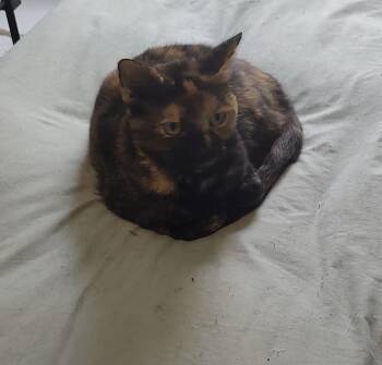 Rescue Domestic Short Hair Cats for Adoption in Calverton, Maryland - Chloe | PetCurious