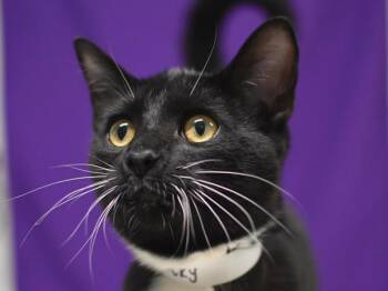 Ricky -  Domestic Short Hair Cat for Adoption in Portland, Oregon - Ricky | PetCurious