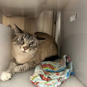 Rescue Siamese Cats for Adoption in Goleta, California - Tsong | PetCurious