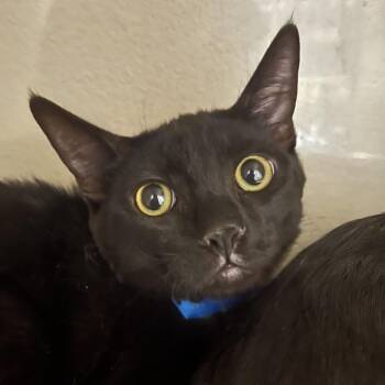 Buddy -  Domestic Short Hair Cat for Adoption in Yuma, Arizona - Buddy | PetCurious