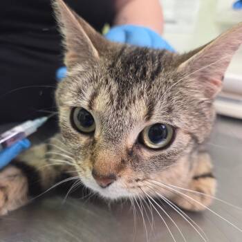 Domestic Short Hair Cats Available for Adoption in Charleston, West Virginia - Strawberry Jelly | PetCurious