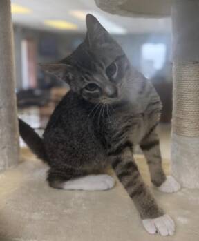 South Dakota -  Domestic Short Hair Cat for Adoption in Columbus, Nebraska - South Dakota | PetCurious