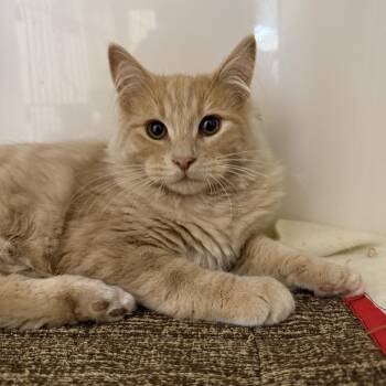 Jupiter -  Domestic Long Hair Cat for Adoption in Wetaskiwin, Alberta - Jupiter | PetCurious