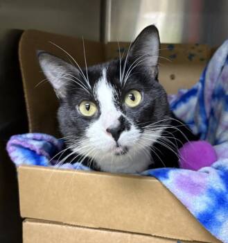 Midnight -  Domestic Short Hair Cat for Adoption in Sioux City, Iowa - Midnight | PetCurious