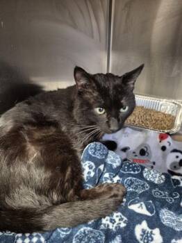 Domestic Short Hair Cats Available for Adoption - If 15 Truffle | PetCurious