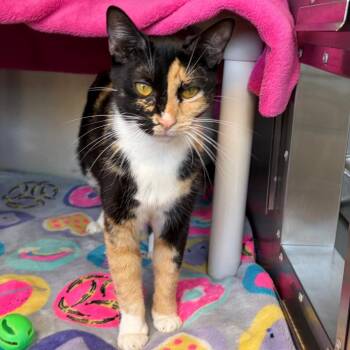 Bonita -  Domestic Short Hair Cat for Adoption in Keizer, Oregon - Bonita | PetCurious