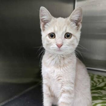 Rescue Domestic Short Hair Cats for Adoption in Grand Rapids, Michigan - Magic - Chow Hound Northland | PetCurious