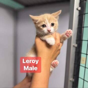 Leroy in Chestertown, MD -  Domestic Short Hair Cat for Adoption - Leroy In Chestertown, MD | PetCurious
