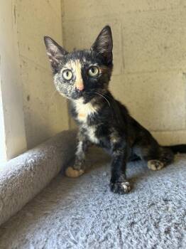 Delilah -  Domestic Short Hair Cat for Adoption in Ontario, California - Delilah | PetCurious