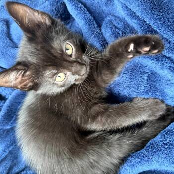 Domestic Short Hair Cats Available for Adoption in Springfield, Illinois - Alia | PetCurious