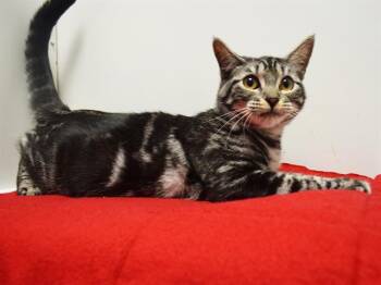 SONJA -  Domestic Short Hair Cat for Adoption in Sacramento, California - SONJA | PetCurious