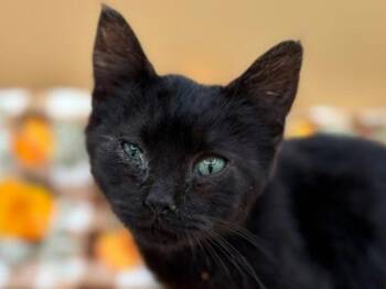 Pretzel -  Domestic Short Hair Cat for Adoption in Portland, Oregon - Pretzel | PetCurious