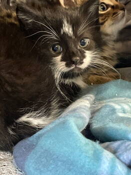 Rescue Domestic Short Hair Cats for Adoption in Island Lake, Illinois - Mimi | PetCurious