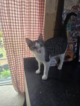 Rescue Domestic Short Hair Cats for Adoption in French Village, Missouri - Lilly | PetCurious