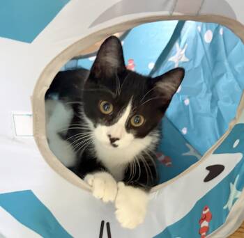 Blake -  Domestic Short Hair Cat for Adoption in Parkville, Missouri - Blake | PetCurious