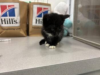 FJORD -  Domestic Short Hair Cat for Adoption in Antioch, California - FJORD | PetCurious