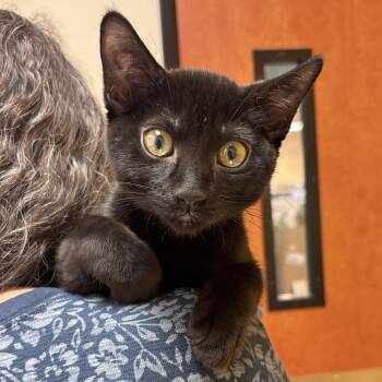 Cowboy -  Domestic Short Hair Cat for Adoption in Sonora, California - Cowboy | PetCurious