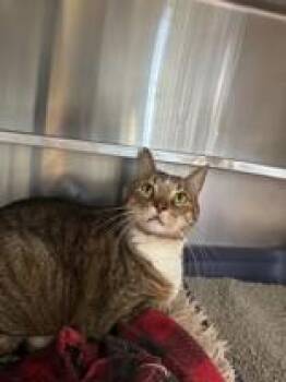 Mario -  Domestic Short Hair Cat Available for Adoption in Manitowoc, Wisconsin - Mario | PetCurious