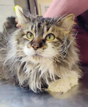 Domestic Long Hair Cats Available for Adoption in Grand Forks, North Dakota - Kahan | PetCurious