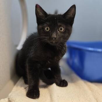 Phillimina Cheesesteak -  Domestic Short Hair Cat for Adoption in Pittsburgh, Pennsylvania - Phillimina Cheesesteak | PetCurious