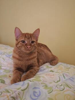 MARIGOLD -  Tabby and Domestic Short Hair Cat for Adoption in Niagara-on-the-lake, Ontario - MARIGOLD | PetCurious