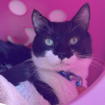 Domestic Short Hair Cats Available for Adoption - Bamboni | PetCurious