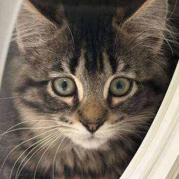Kelly -  Domestic Medium Hair Cat for Adoption in East Hanover, New Jersey - Kelly | PetCurious