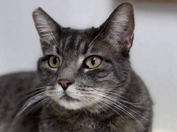Domestic Short Hair Cats Available for Adoption - Mossy | PetCurious