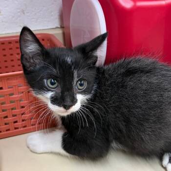 Domestic Short Hair Cats Available for Adoption in Ardmore, Oklahoma - Mochi | PetCurious