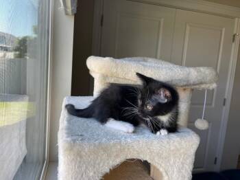Tux -  Domestic Short Hair Cat for Adoption in Ogden, Utah - Tux | PetCurious
