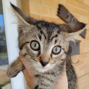 Nugget -  Domestic Short Hair Cat for Adoption in Grantsville, Utah - Nugget | PetCurious