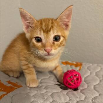 Rice Krispy -  Domestic Short Hair Cat for Adoption in Waco, Texas - Rice Krispy | PetCurious