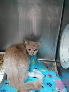 Sunny -  Domestic Medium Hair Cat for Adoption in El Paso, Texas - Sunny | PetCurious