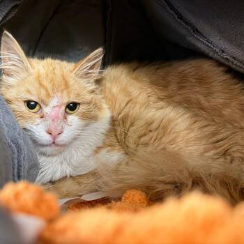 Domestic Short Hair Cats Available for Adoption in New York, New York - Truman | PetCurious