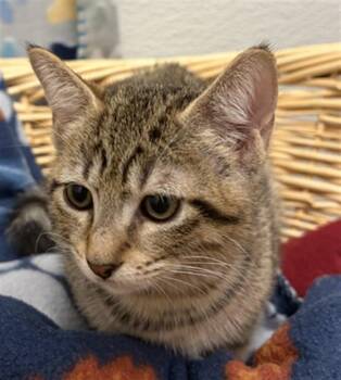 Domestic Short Hair Cats Available for Adoption in Rosenberg, Texas - SCRAPPY | PetCurious
