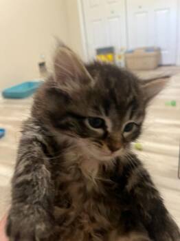 Domestic Long Hair Cats Available for Adoption in Saint Clairsville, Ohio - Reese Cup | PetCurious