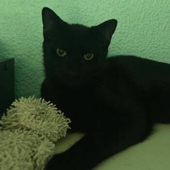 Link -  Domestic Short Hair Cat for Adoption in Buffalo, New York - Link | PetCurious