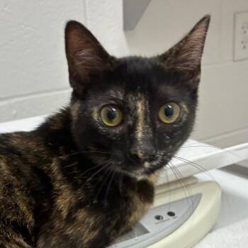 Jo jo -  Domestic Short Hair Cat for Adoption in Corpus Christi, Texas - Jo Jo | PetCurious