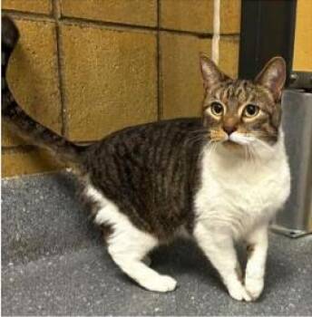 Momo -  Domestic Short Hair Cat for Adoption in Greenfield, Indiana - Momo | PetCurious