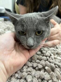 Bruce -  Domestic Short Hair Cat for Adoption in Palm Coast, Florida - Bruce | PetCurious