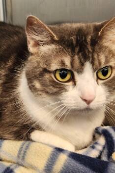 Dilute Calico Cats Available for Adoption - DORA | PetCurious