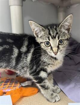 SUTTON -  Domestic Short Hair Cat for Adoption in Boston, Massachusetts - SUTTON | PetCurious