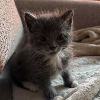 Rescue Domestic Short Hair Cats for Adoption in Houston, Texas - Suki | PetCurious