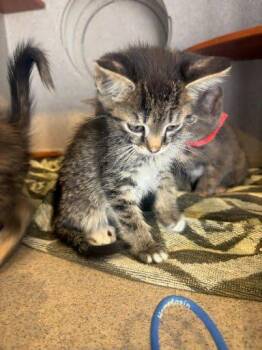 Jovian -  Domestic Short Hair Cat for Adoption - Jovian | PetCurious