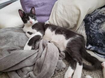 Rescue Domestic Short Hair Cats for Adoption in Absecon, New Jersey - Tuuli | PetCurious