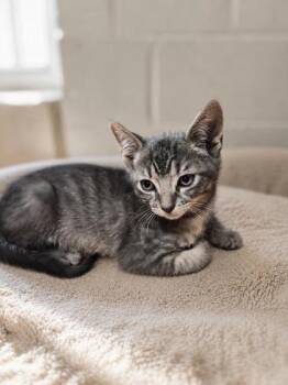 Marty -  Domestic Short Hair Cat for Adoption in Savannah, Georgia - Marty | PetCurious